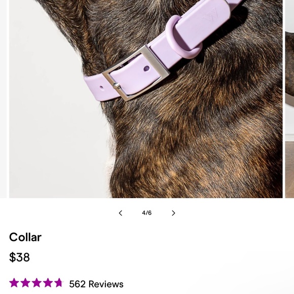 NWT - Wild One Dog Collar (Size Small) - Picture 3 of 3